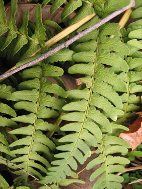 image of Dryopteris marginalis, Marginal Woodfern, Marginal Shield-fern