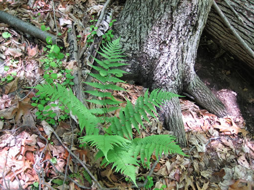 image of Dryopteris marginalis, Marginal Woodfern, Marginal Shield-fern