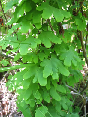 image of Lygodium palmatum, American Climbing Fern