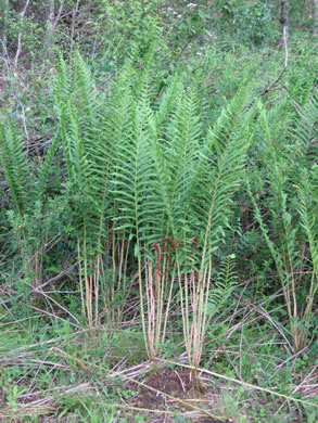 image of Osmundastrum cinnamomeum, Cinnamon Fern