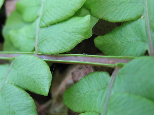 image of Osmundastrum cinnamomeum, Cinnamon Fern