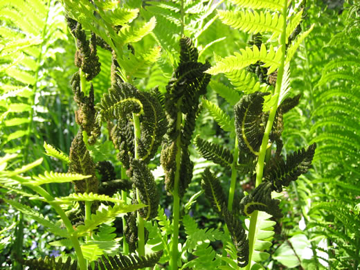 image of Claytosmunda claytoniana, Interrupted Fern