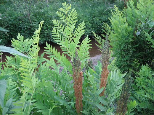 image of Osmunda spectabilis, American Royal Fern