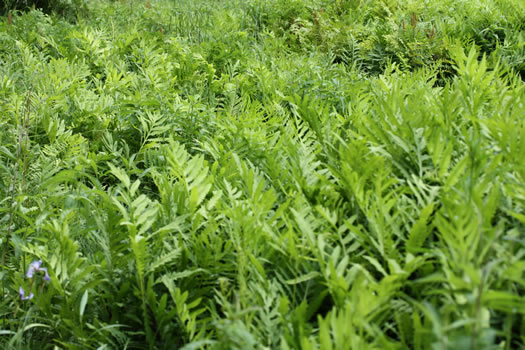 image of Onoclea sensibilis, Sensitive Fern, Bead Fern