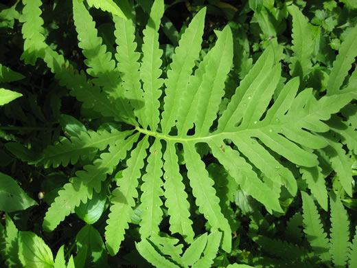 image of Onoclea sensibilis, Sensitive Fern, Bead Fern