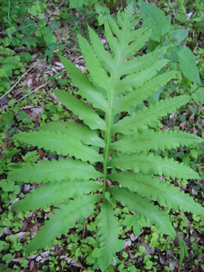 image of Onoclea sensibilis, Sensitive Fern, Bead Fern