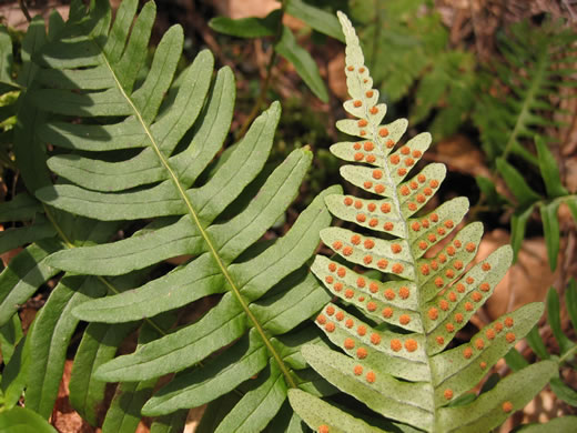 image of Polypodium appalachianum, Appalachian Rockcap Fern, Appalachian Polypody