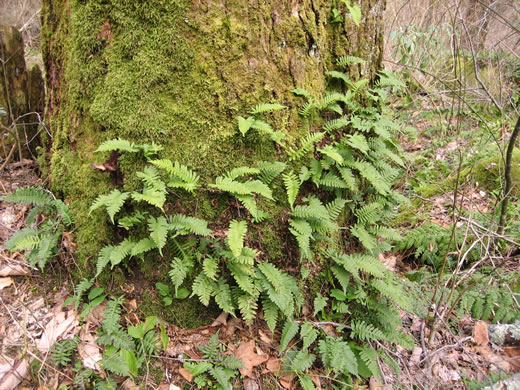 image of Polypodium appalachianum, Appalachian Rockcap Fern, Appalachian Polypody