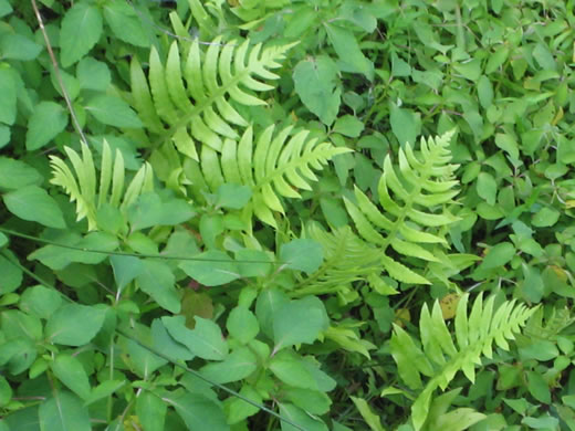 Lorinseria areolata, Netted Chain-fern, Net-veined Chainfern