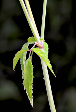 image of Cicuta maculata var. maculata, Water-hemlock, Spotted Cowbane