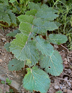 image of Raphanus raphanistrum ssp. raphanistrum, Wild Radish, Jointed Charlock, White Charlock