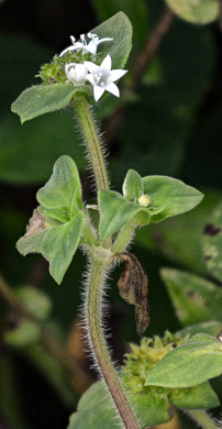 image of Richardia brasiliensis, Brazilian-clover, Tropical Mexican-clover, Tropical Richardia