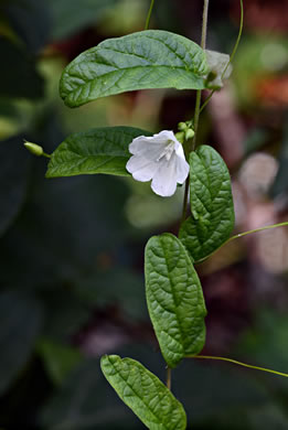 image of Stylisma humistrata, Southern Dawnflower