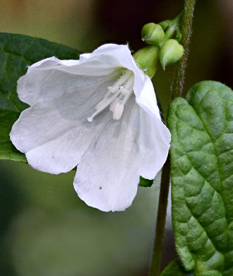 Southern Dawnflower