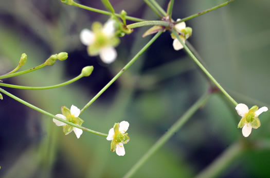 image of Alisma subcordatum, Southern Water-plantain, American Water-plantain