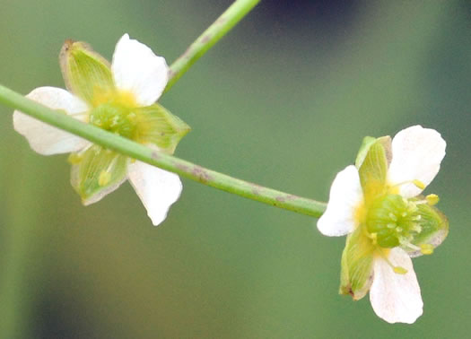 image of Alisma subcordatum, Southern Water-plantain, American Water-plantain