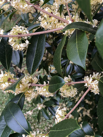 image of Osmanthus fragrans, Fragrant Tea Olive