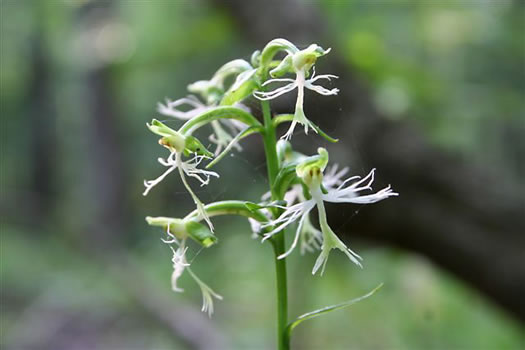 image of Platanthera lacera, Ragged Fringed Orchid, Green Fringed Orchid, Ragged Orchid