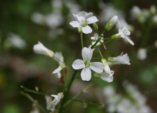 image of Cardamine bulbosa, Bulbous Bittercress, Spring Cress