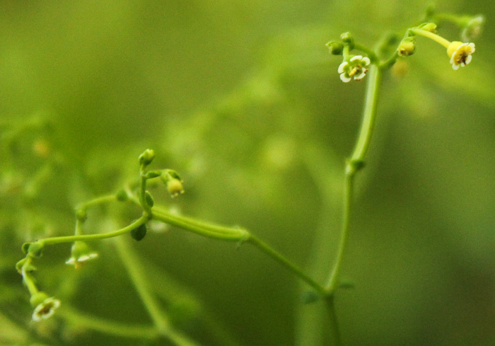 image of Euphorbia apocynifolia, Limestone Flowering Spurge?