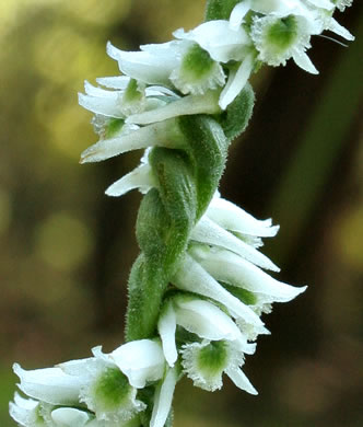 image of Spiranthes lacera var. gracilis, Southern Slender Ladies'-tresses