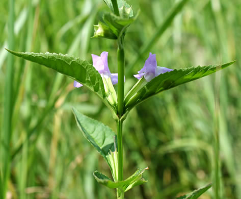 image of Mimulus alatus, Winged Monkeyflower, Sharpwing Monkeyflower