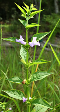 Winged Monkeyflower