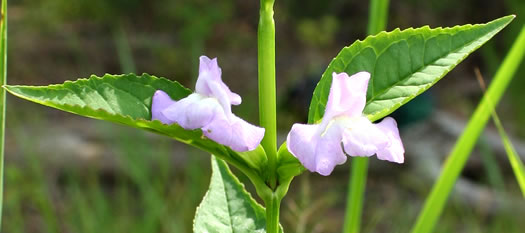 image of Mimulus alatus, Winged Monkeyflower, Sharpwing Monkeyflower