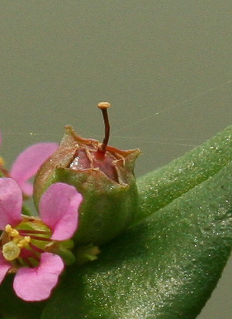 image of Ammannia coccinea, Red Toothcup, Scarlet Toothcup, valley redstem