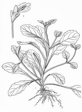 drawing of Mazus miquelii, Creeping Mazus, Miquel's Mazus