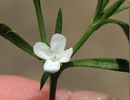 Polypremum procumbens, Juniperleaf, Polypremum, Rustweed