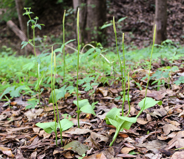 image of Ophioglossum pycnostichum, Southern Adder's-tongue