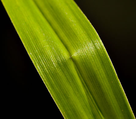 image of Scirpus polyphyllus, Leafy Bulrush