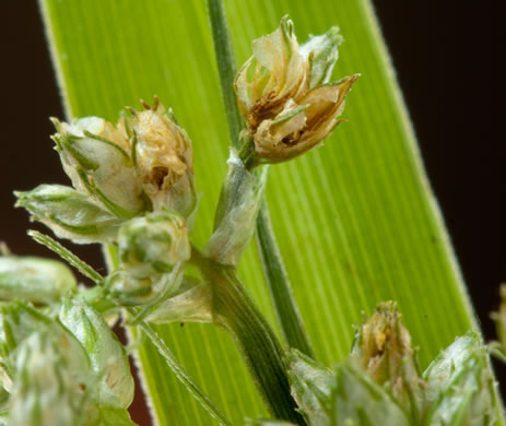 spikelet