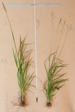 image of Paspalum dilatatum ssp. dilatatum, Dallis-grass