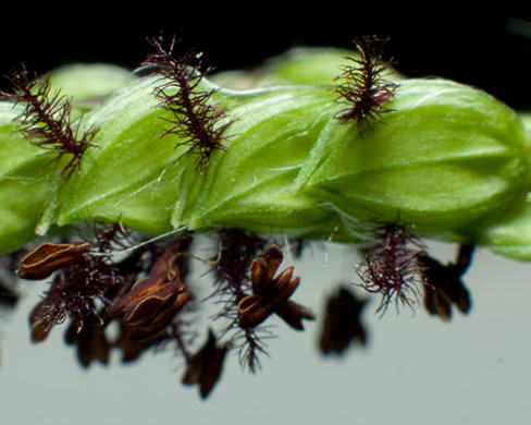 image of Paspalum dilatatum ssp. dilatatum, Dallis-grass