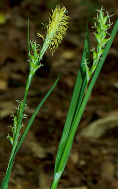 image of Carex striatula, Lined Sedge