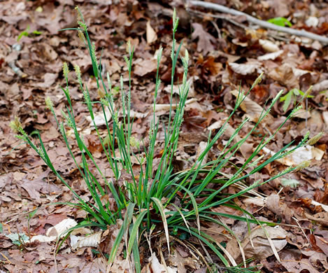 image of Carex striatula, Lined Sedge