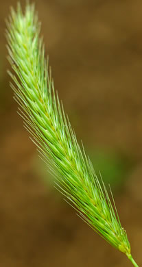 Hordeum pusillum, Little Barley