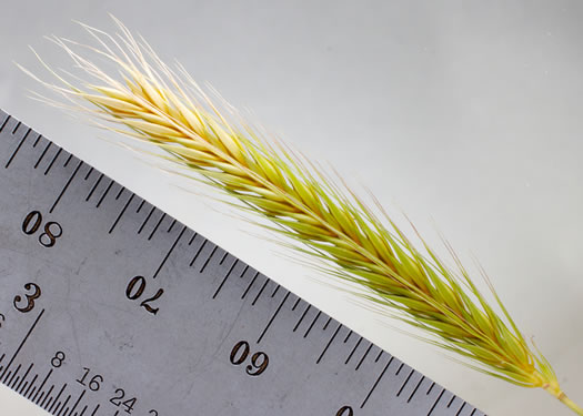 Hordeum pusillum, Little Barley