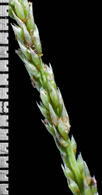 image of Sporobolus indicus, Smut-grass, Blackseed