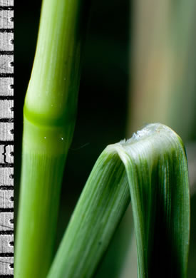 image of Sporobolus indicus, Smut-grass, Blackseed