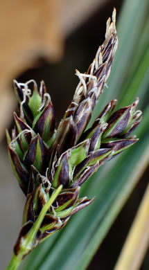 image of Carex nigromarginata, Black-edged Sedge