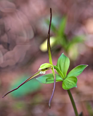 Isotria verticillata, Large Whorled Pogonia, Large Five-leaves