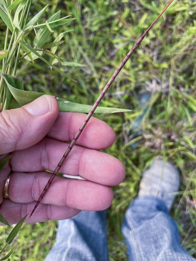 image of Mnesithea cylindrica, Carolina Jointgrass