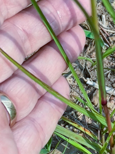 image of Mnesithea cylindrica, Carolina Jointgrass