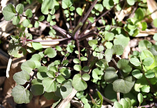 image of Cardamine hirsuta, Hairy Bittercress