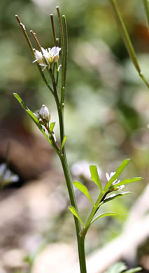 image of Cardamine hirsuta, Hairy Bittercress