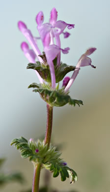 image of Lamium amplexicaule var. amplexicaule, Henbit, Henbit Deadnettle