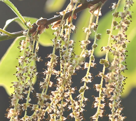 catkin